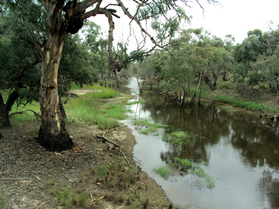 Gum trees on a river bank and reflected in the water