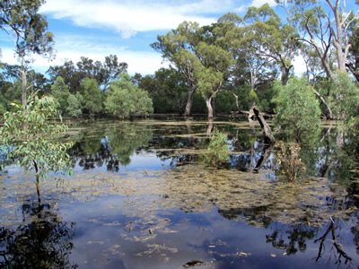 Gum trees, tall and small, standing in an expanse of water