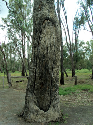 Large river gum with a portion of the trunk missing.