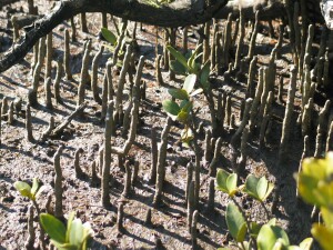 close up view of mangrove seedlings poking out of the mud where wallabies could easily eat them.