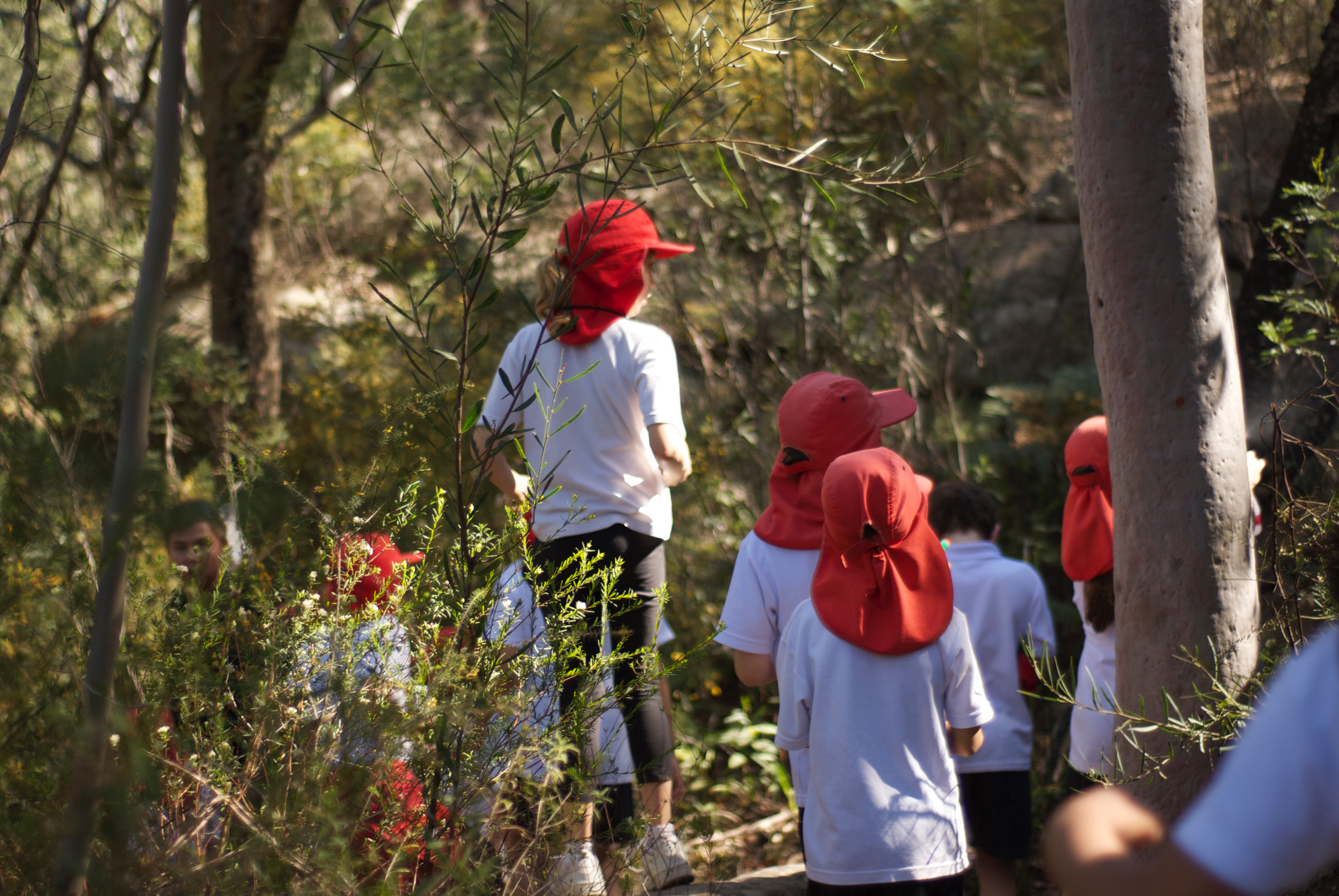 primary school students in uniform standing in the bush looking intently at the trees.