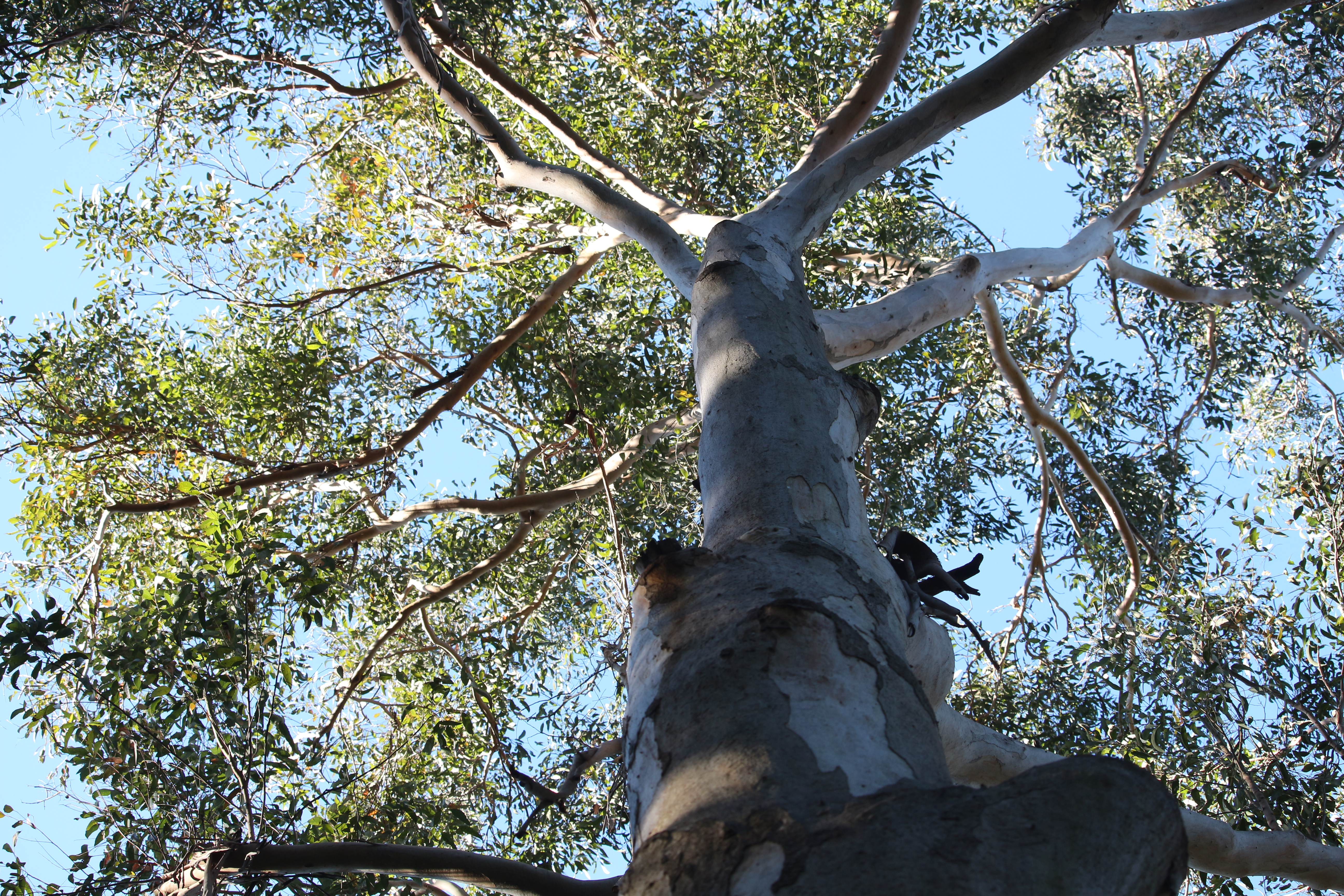 Looking close up at the trunk of a red gum tree, showing the bark peeling off and how tall the tree is.