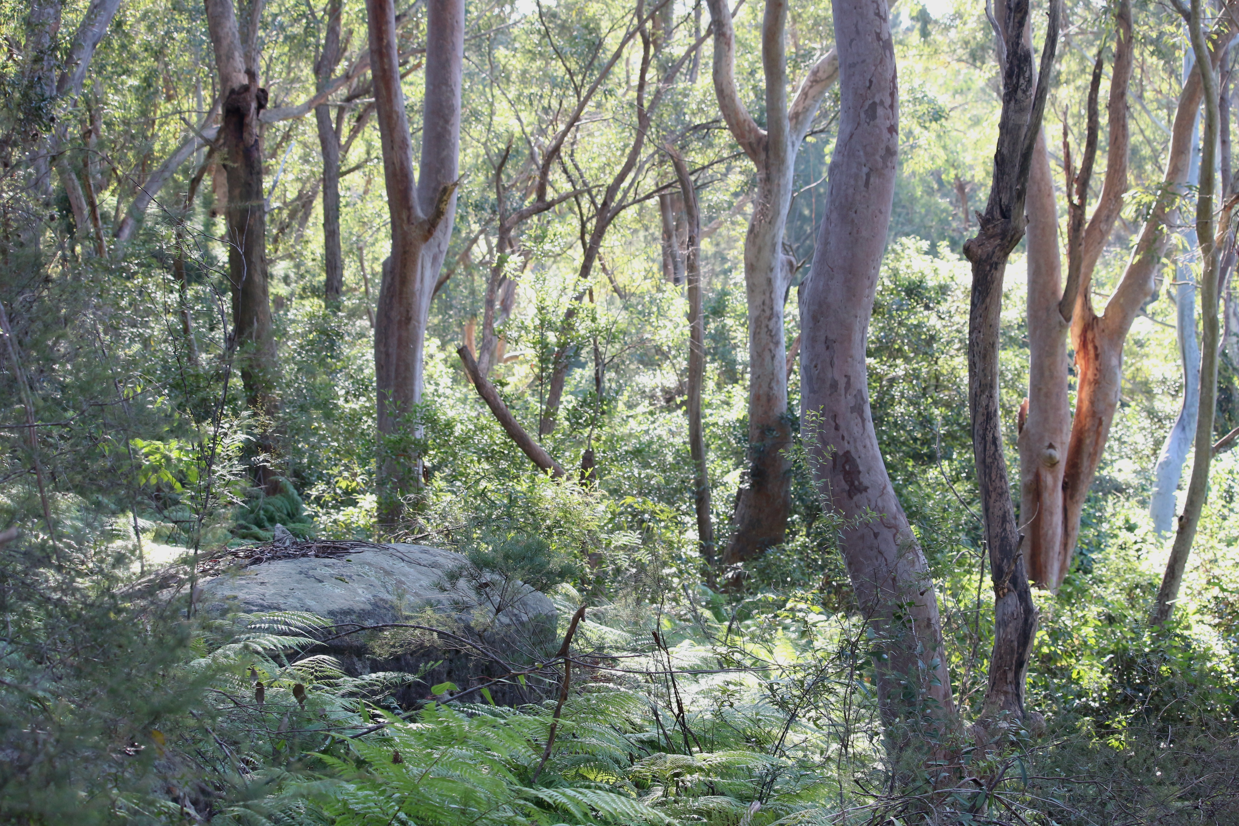 Lots of gum trees close together with thick undergrowth made up of bracken, ferns and lots of other shrubs and grasses. It looks thick and dense.