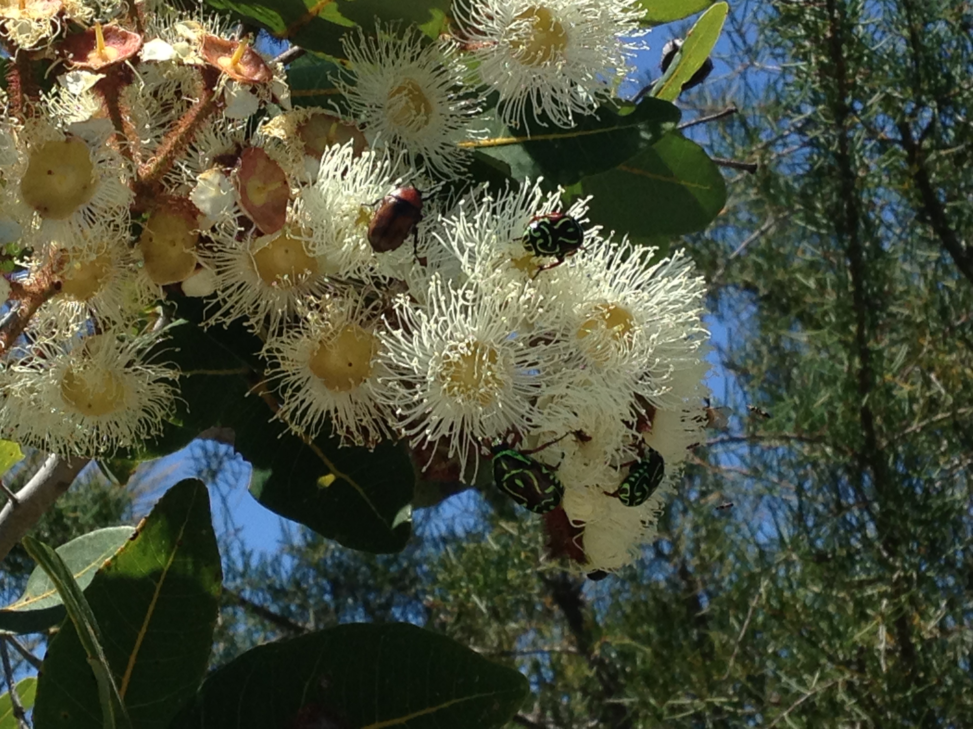 Close up of yellow gum flowers showing beetle crawling on the flowers, presumably eating the nectar.