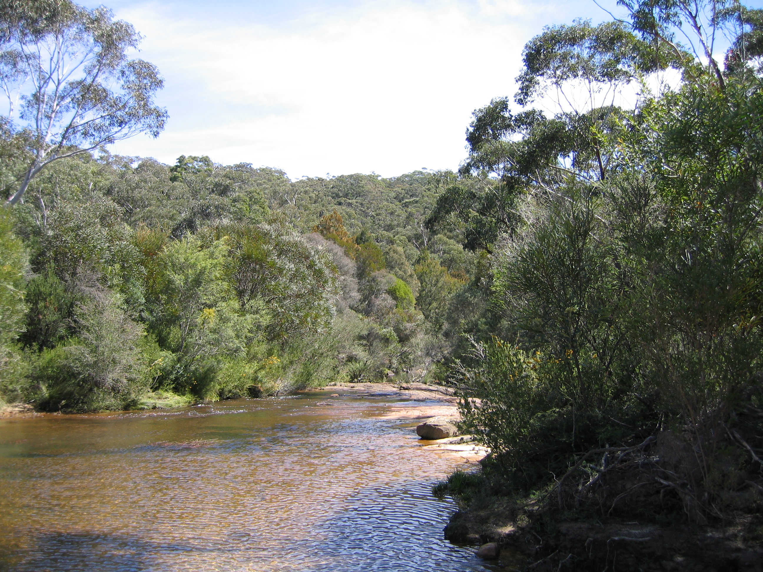 A shallow, wide creek with thick bushes and short trees crowding the bank on either side.