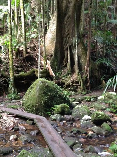 a creek in a lush rainforest setting that has a wooden plank walkway across it