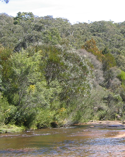 dense bushlands on the edge of a shallow creek.