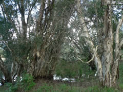 Link to Melaleuca forest ecosystem resource