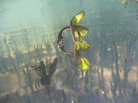 Link to Mangrove ecosystem resource