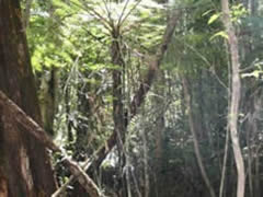 Link to Rainforest ecosystem resource