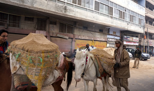 Donkeys laden with goods being led down a city street