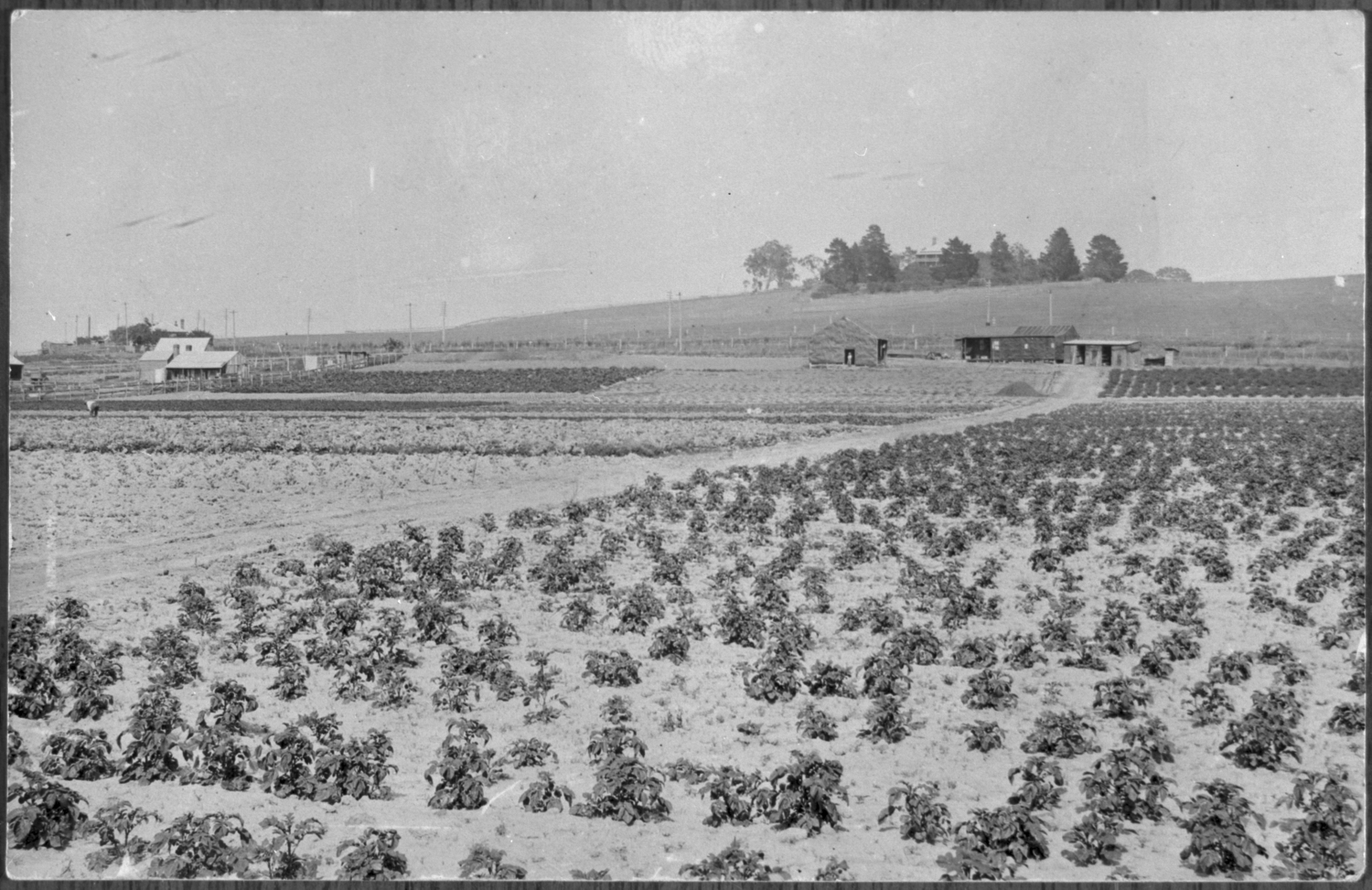 Photograph of market garden with crops in the front right, new seedlings in the front left, and farm buildings in the background.
