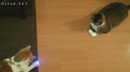 Animated image of cats playing
