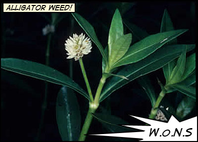 A green stem with a white flower