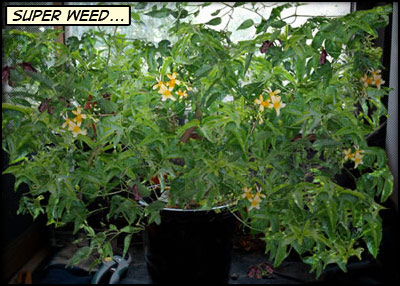 An imaginary super weed