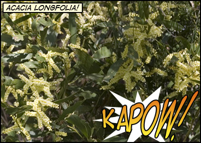Green leaves with yellow flower spikes
