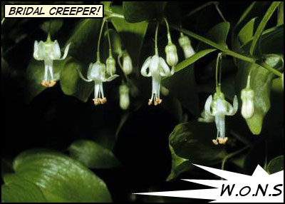 White bell flowers and green leaves