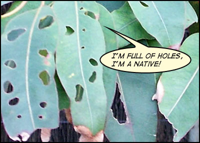 Gum leaves with holes