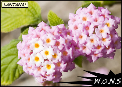Pink and yellow flowers