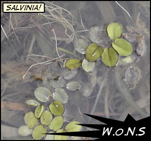 Small green plants floating in water