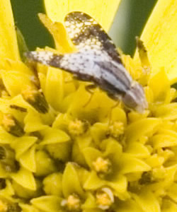 A fly with red eyes and black and white lacy wings.