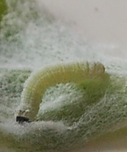 A white caterpillar and a silvery moth.