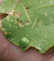 Two strange looking insect larvae.