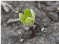 A small plant surrounded by soil.