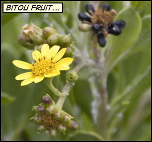 Yellow flower with some green and black berries