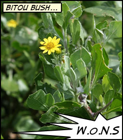 Yellow daisy flowers on a green stem.
