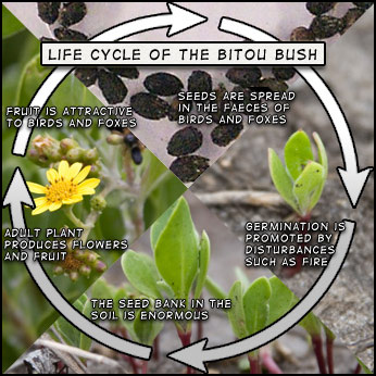 Seeds germinate into seedlings and then into adults which produce more seeds