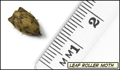 A brown moth next to a ruler