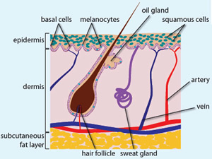 Diagram of the skin