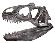 dinosaur skull