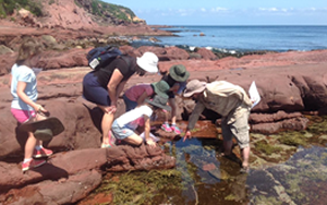 Photo of students and adults looking into rock pools.