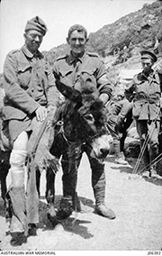 Private John Simpson assisting an unidentified wounded British soldier, being carried by a donkey.