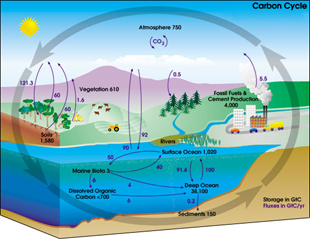 NASA diagram of the carbon cycle. No copyright. Click for a larger view.