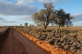 A red dirt road through a paddock of low gray green grass with small trees and a wire fenceline.