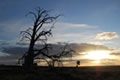 A dead tree sillhoute in front of a sky with the sun setting through a bank of clouds.