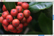 Step 2: a micro photo of red berries and dark green leaves