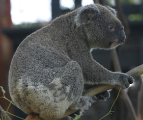 side view of koala