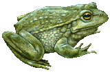 side view of green frog