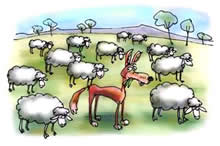 Image of a wolf in a flock of sheep