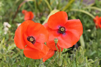 Poppies in a field