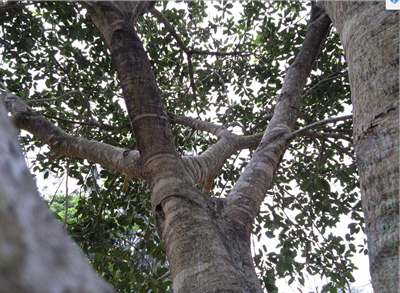 Branches of a tree looking towards the sky