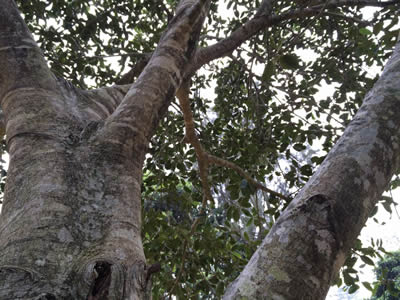 Looking up through the branches of a Moreton Bay fig