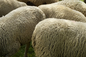 Several sheep