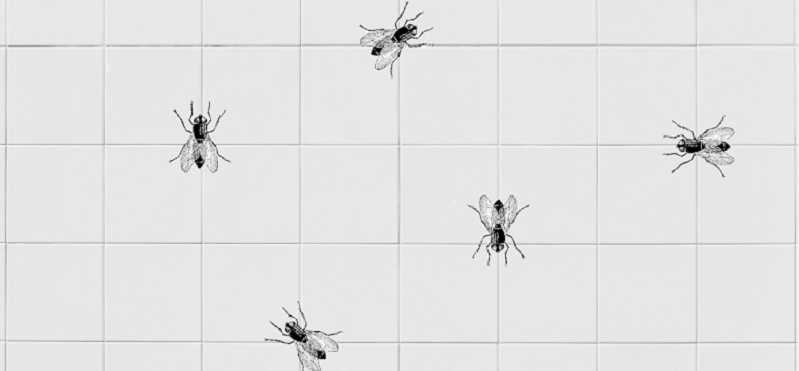Drawing of square ceiling tiles with flies crawling on them.